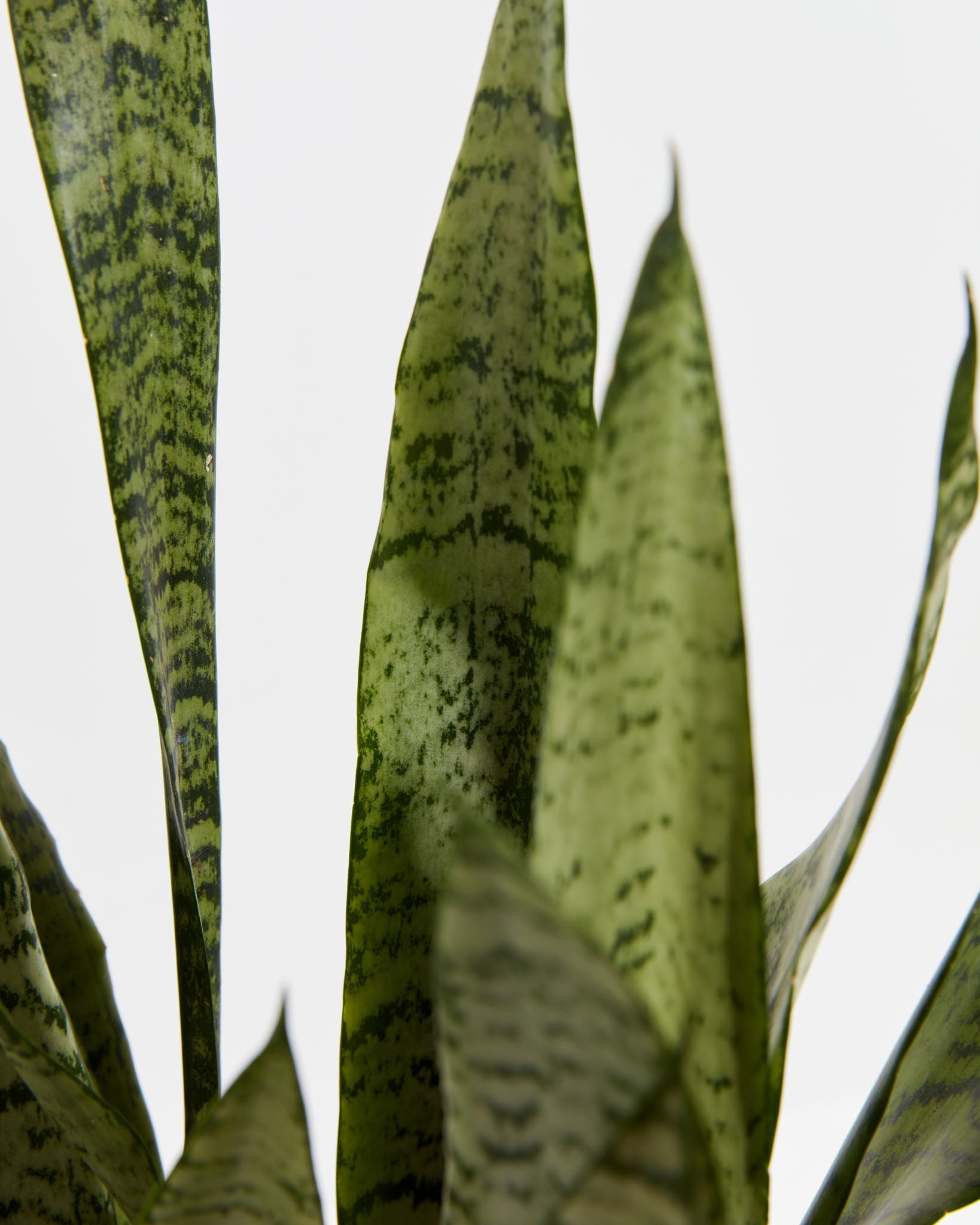 Sansevieria Zeylanica Snake Plant