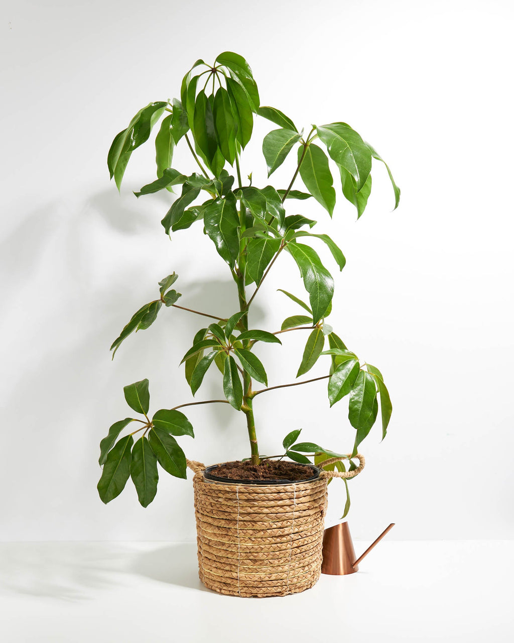 Australian Umbrella Tree
