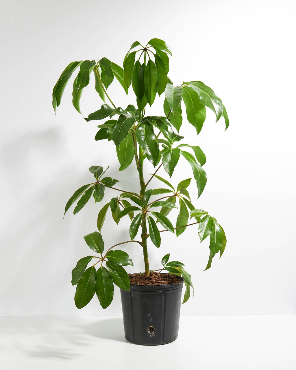 Australian Umbrella Tree