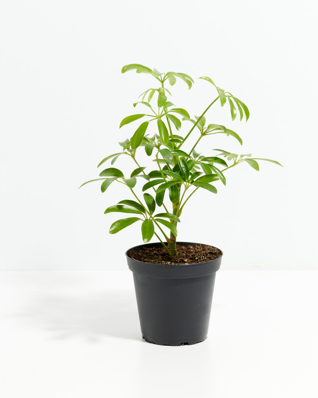 Umbrella Plant (Schefflera Gold Capella)