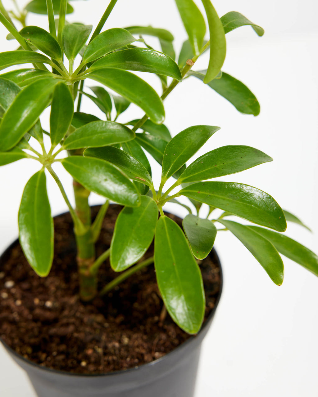 Umbrella Plant (Schefflera Gold Capella)