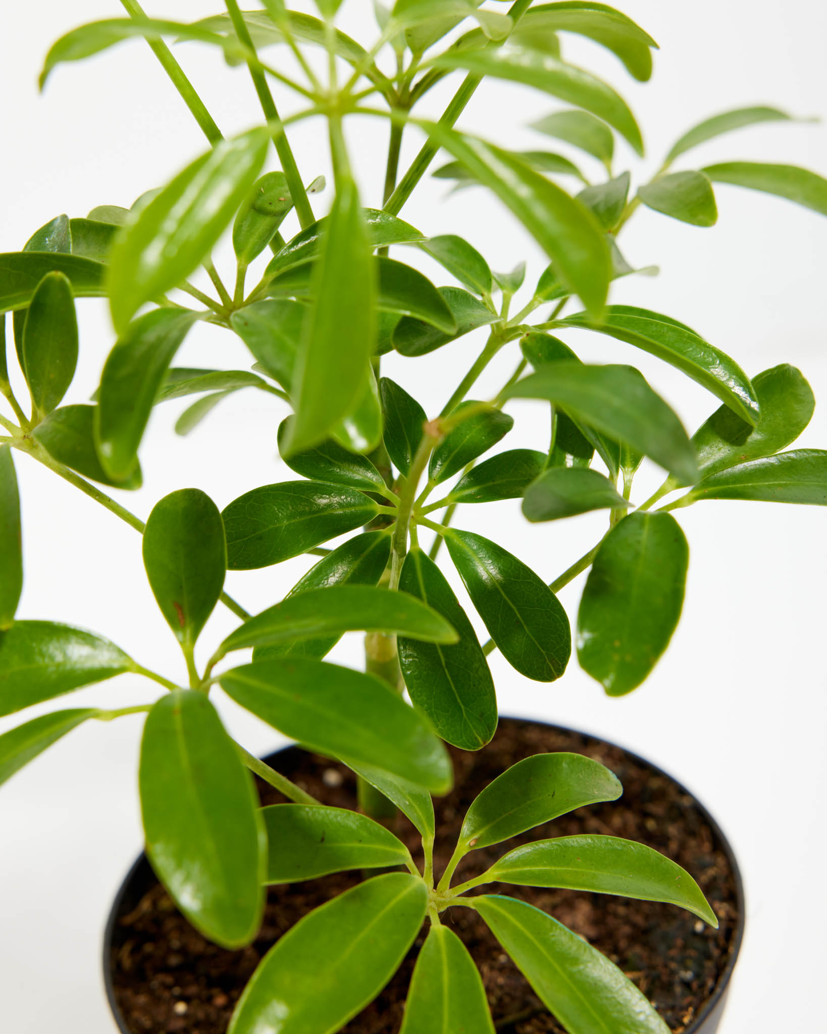 Umbrella Plant (Schefflera Gold Capella)
