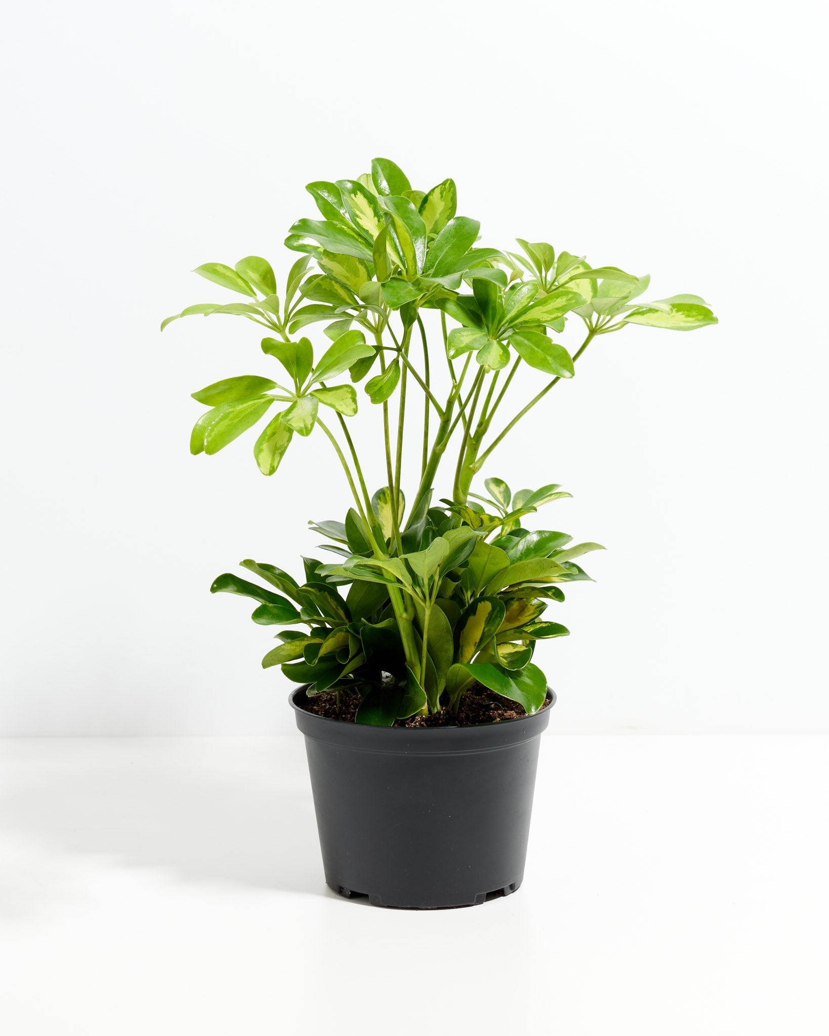 Umbrella Plant (Schefflera Gold Capella)