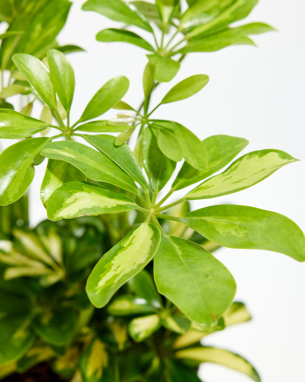 Umbrella Plant (Schefflera Gold Capella)