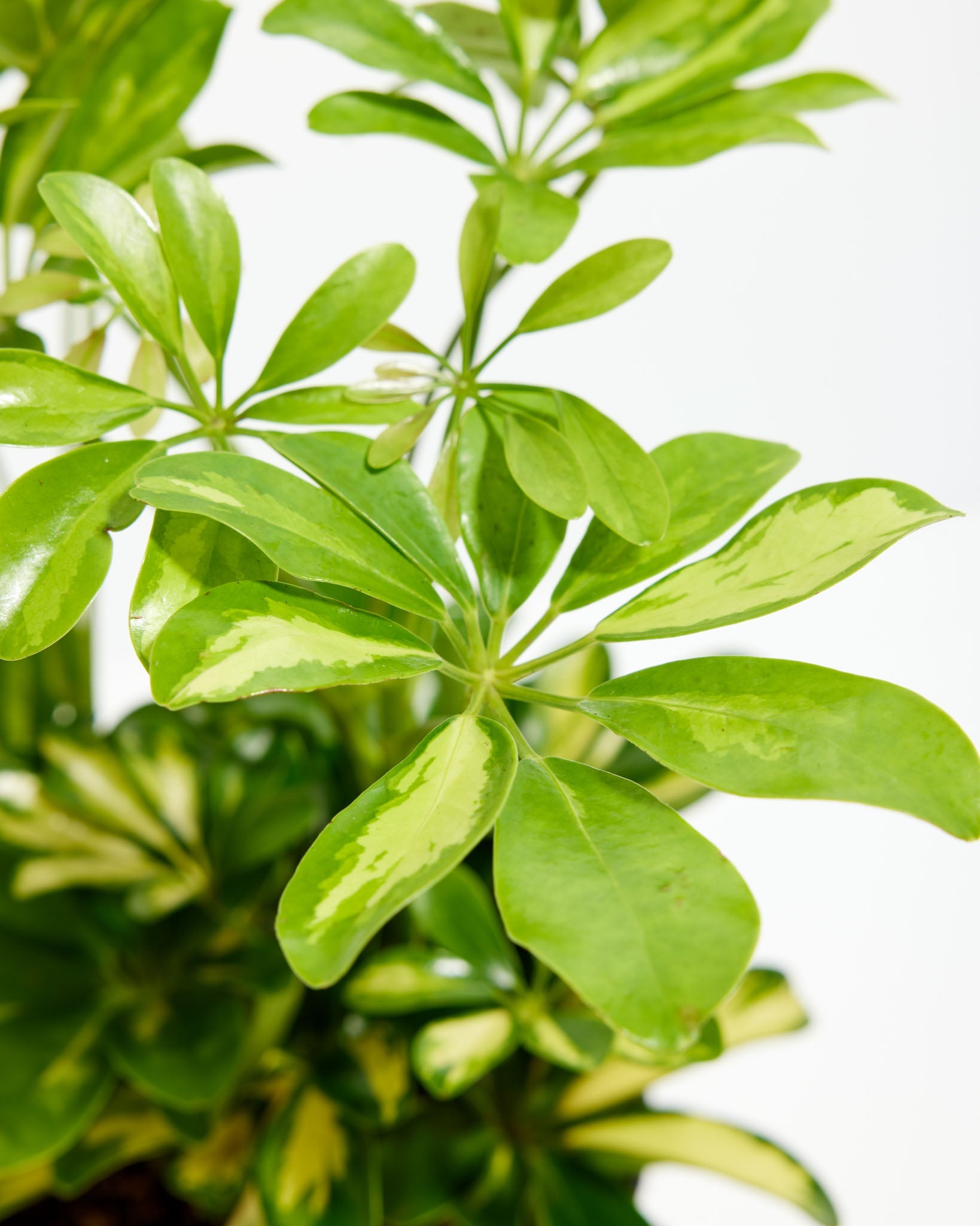 Umbrella Plant (Schefflera Gold Capella)