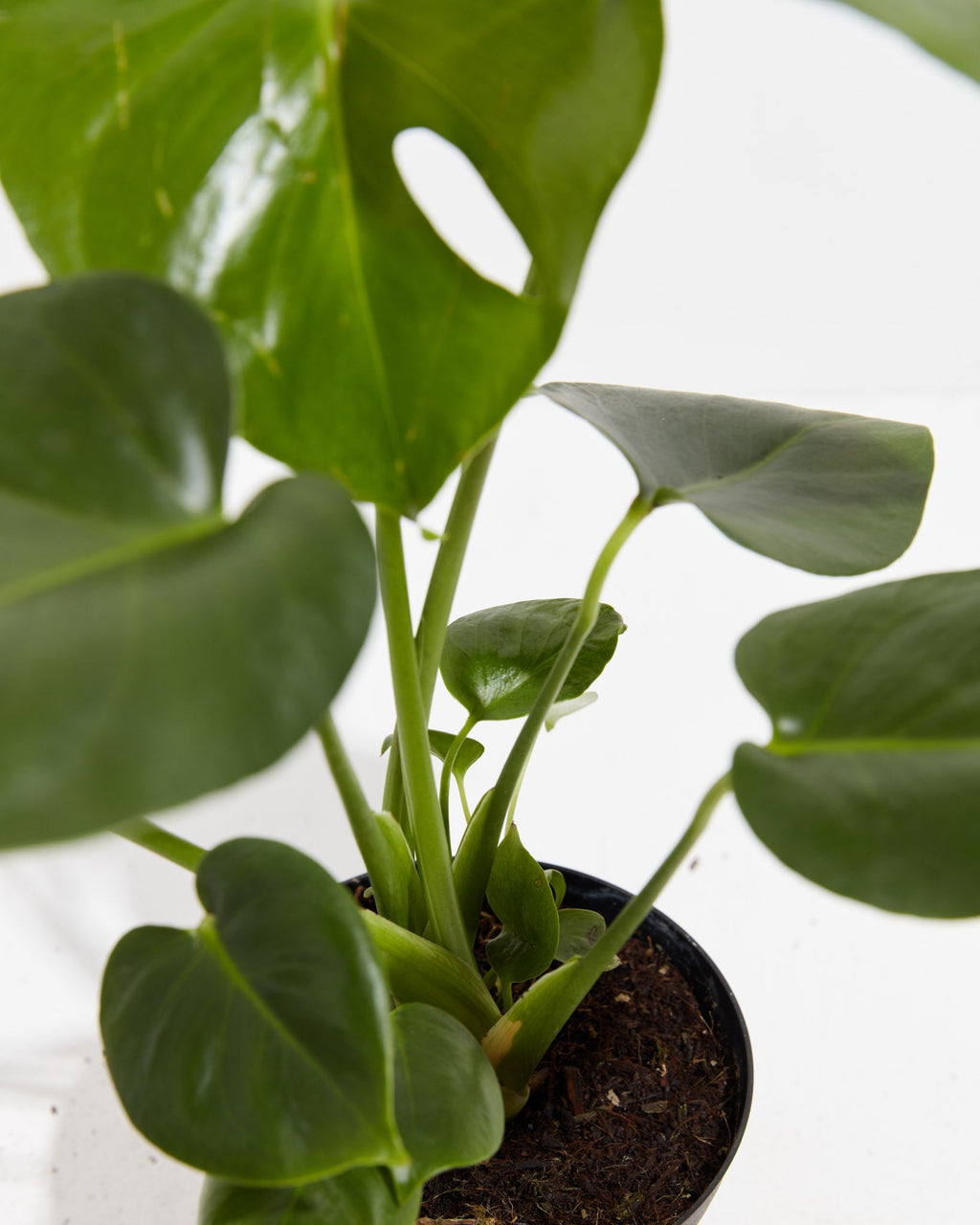 Monstera Deliciosa (Split Leaf Philodendron)