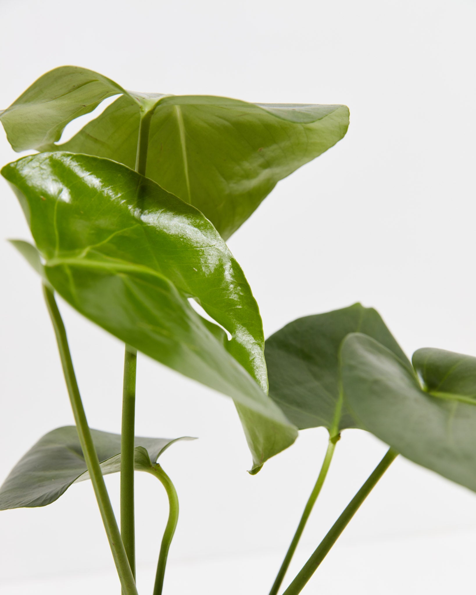 Monstera Deliciosa (Split Leaf Philodendron)
