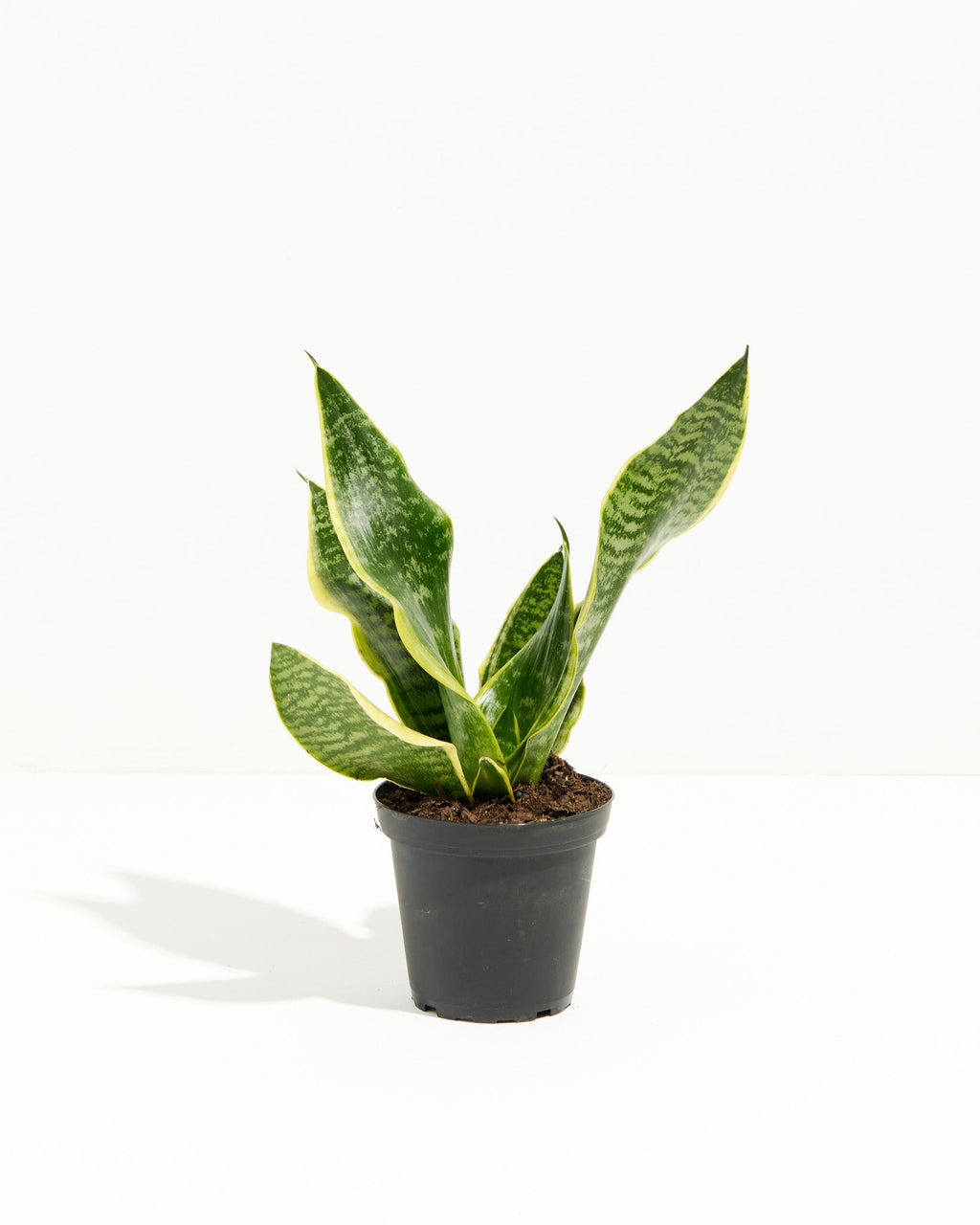 Sansevieria Futura Superba (Snake Plant)