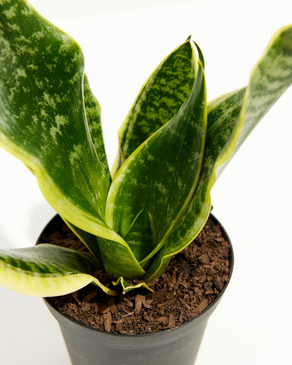 Sansevieria Futura Superba (Snake Plant)