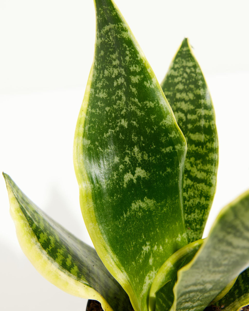 Sansevieria Futura Superba (Snake Plant)