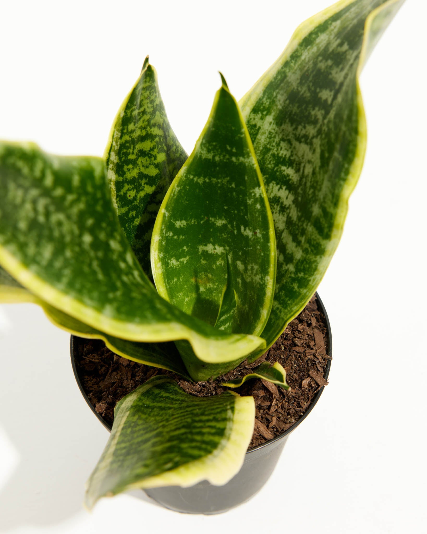 Sansevieria Futura Superba (Snake Plant)