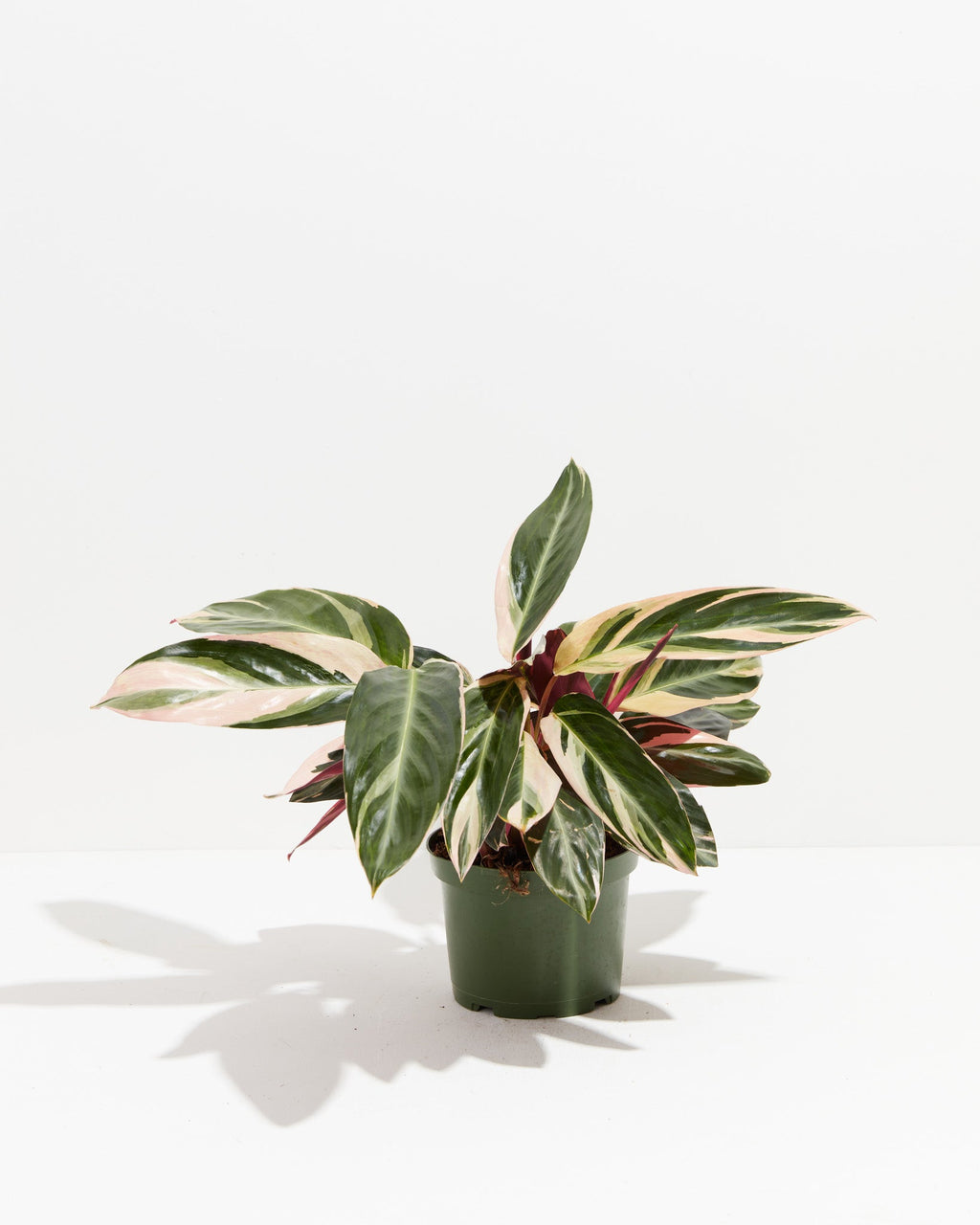Stromanthe Triostar