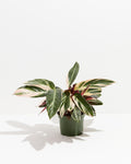 Stromanthe Triostar