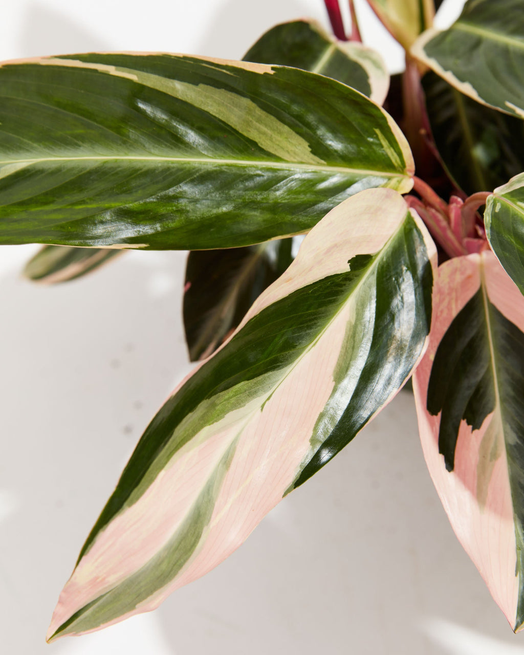 Stromanthe Triostar