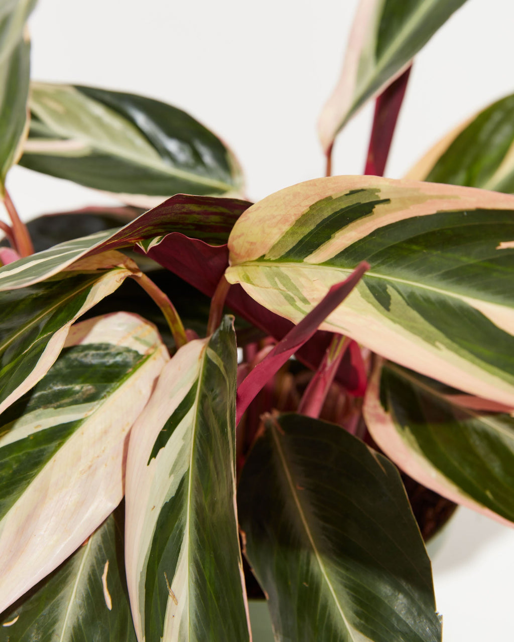Stromanthe Triostar