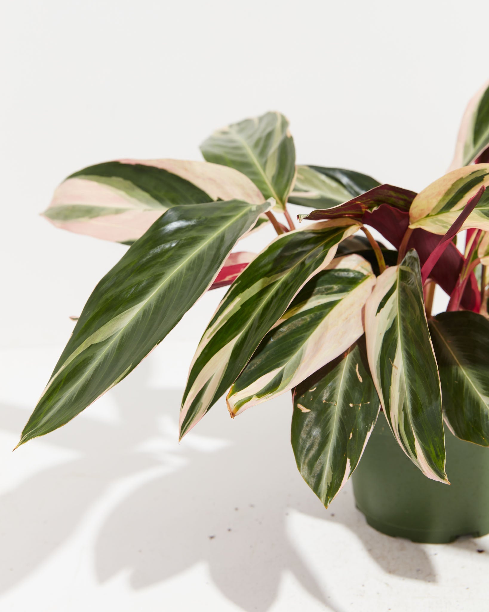 Stromanthe Triostar