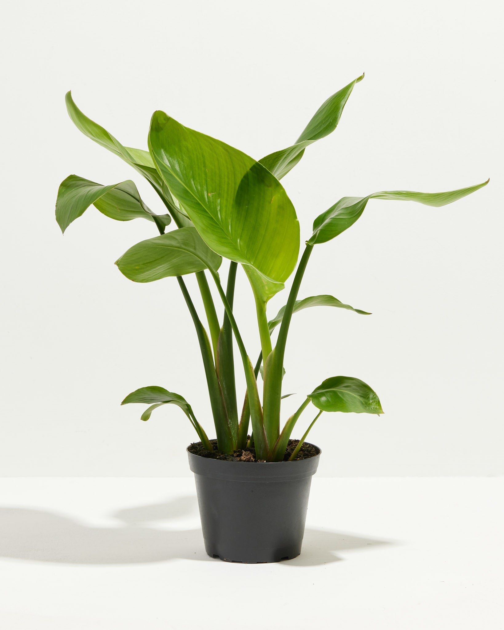 Yucca Cane Plant