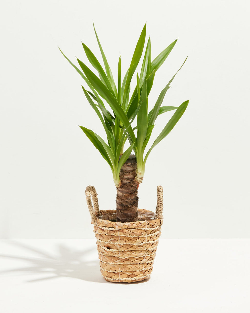 Yucca Cane Plant