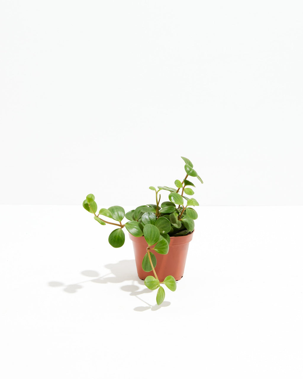 Peperomia Hope