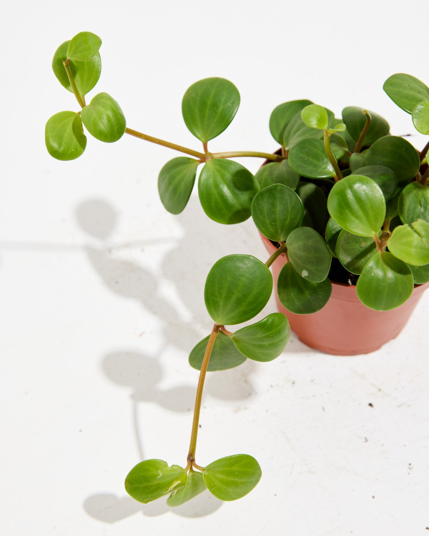 Peperomia Hope