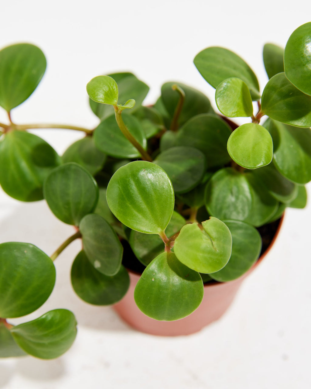 Peperomia Hope