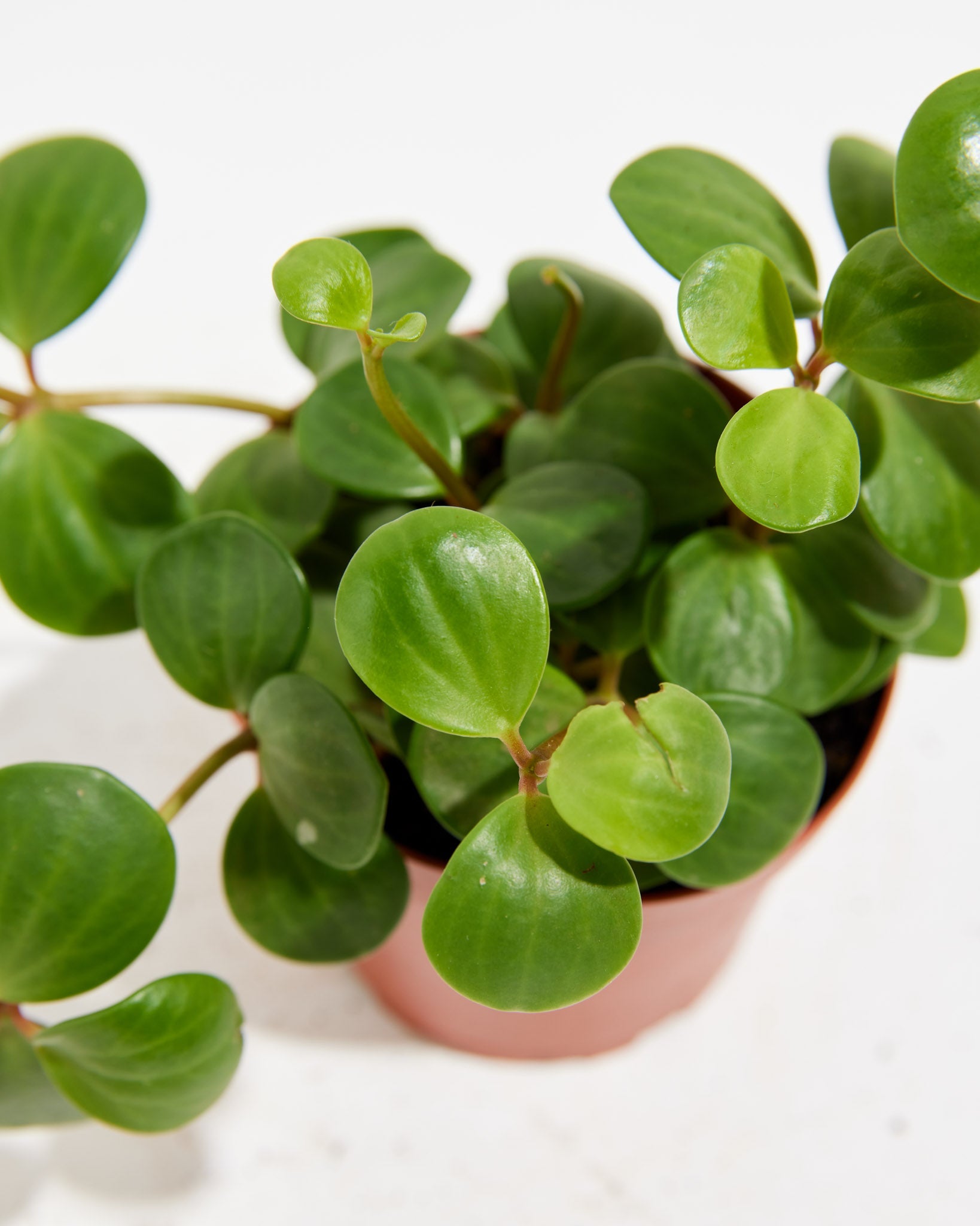 Peperomia Hope