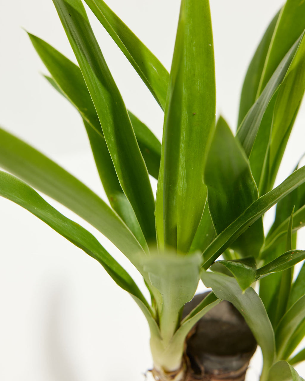 Yucca Cane Plant