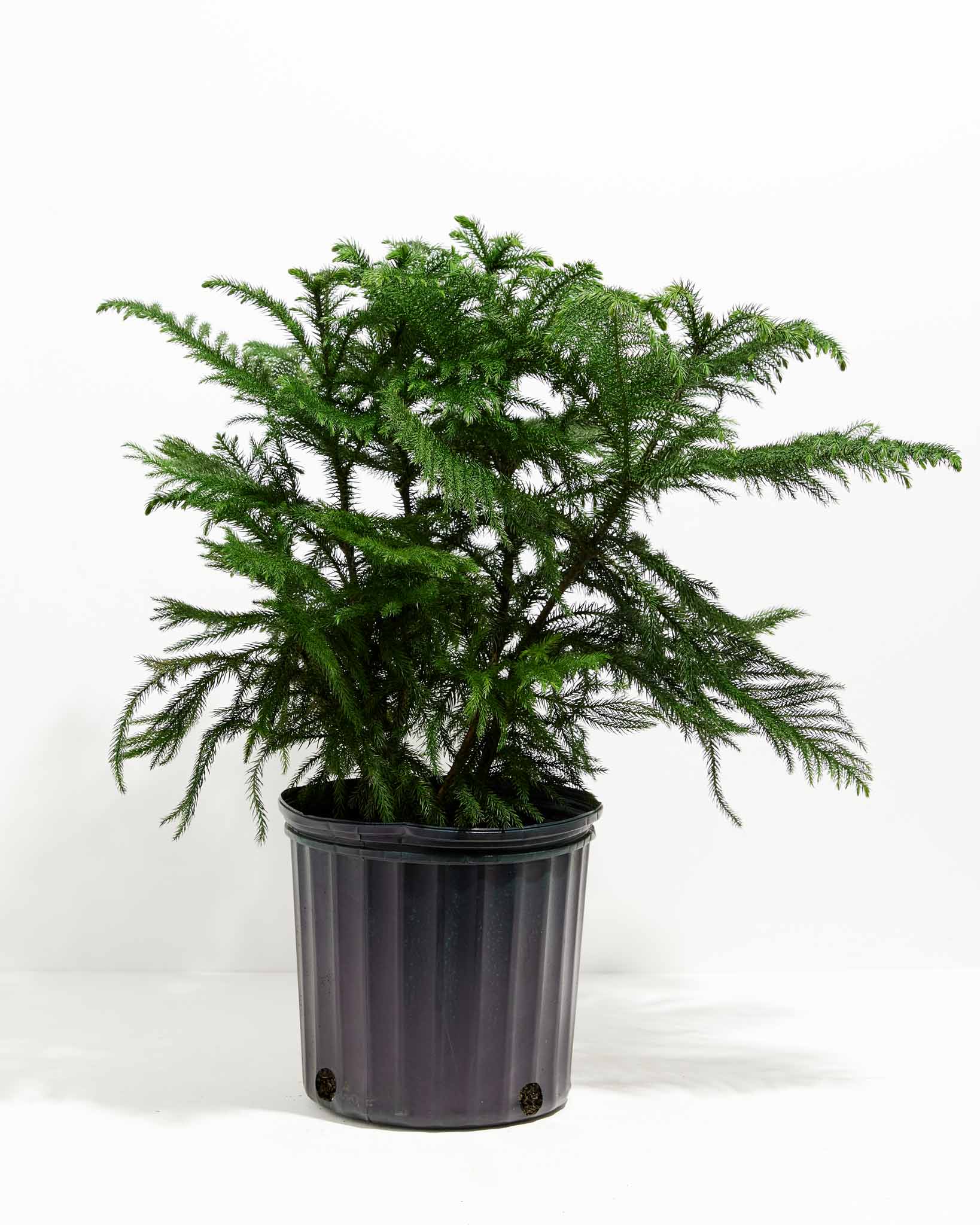 Norfolk Island Pine