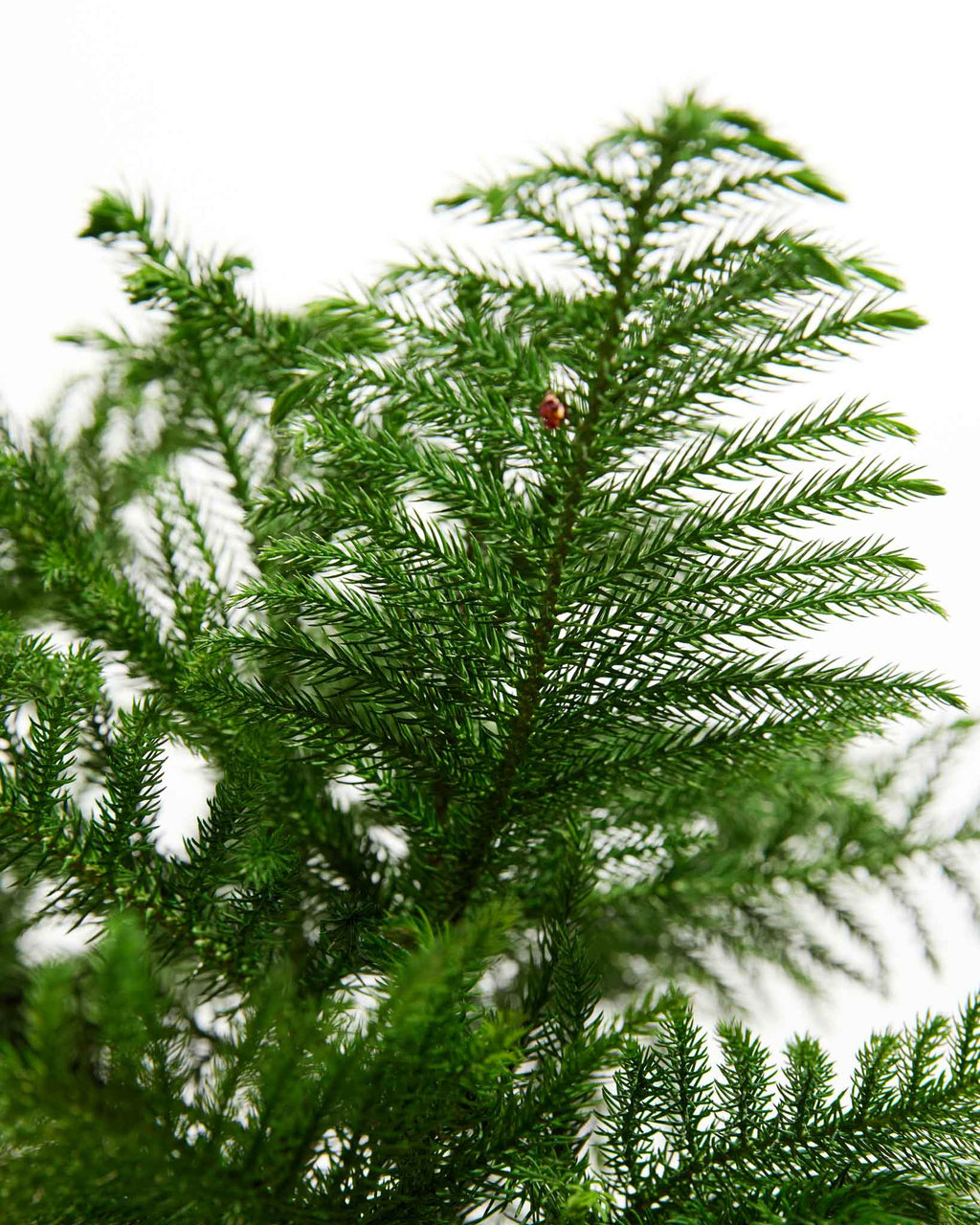 Norfolk Island Pine