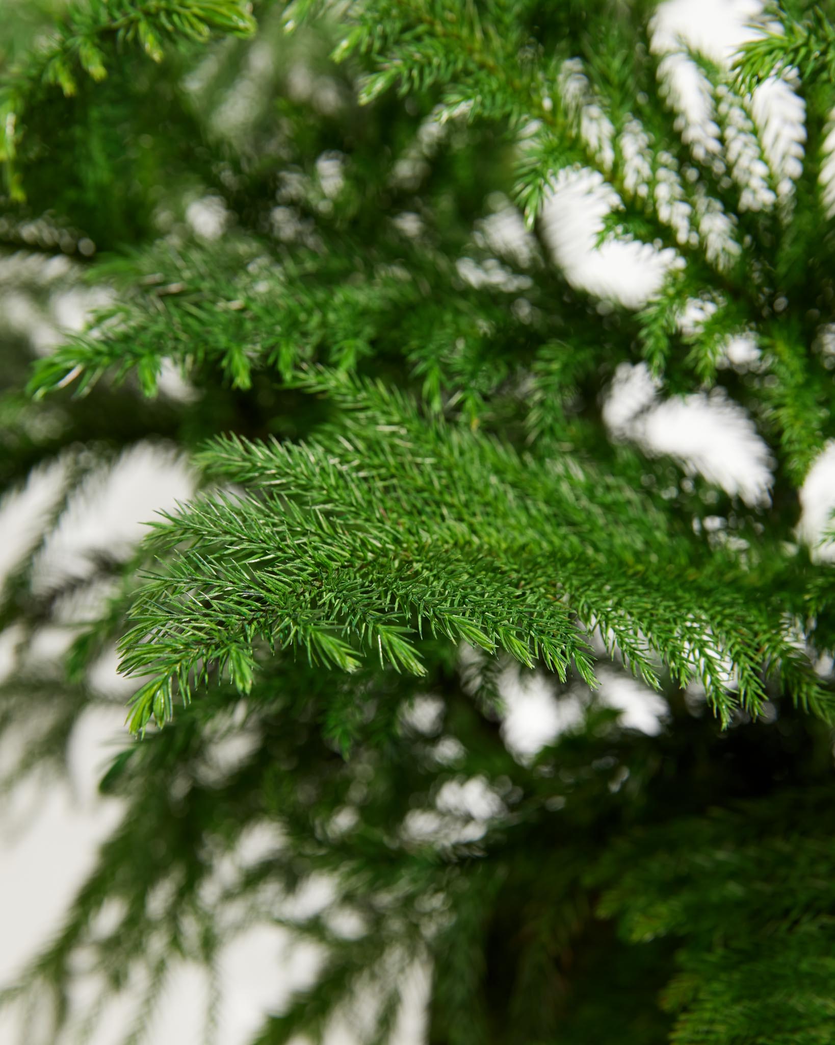 Norfolk Island Pine