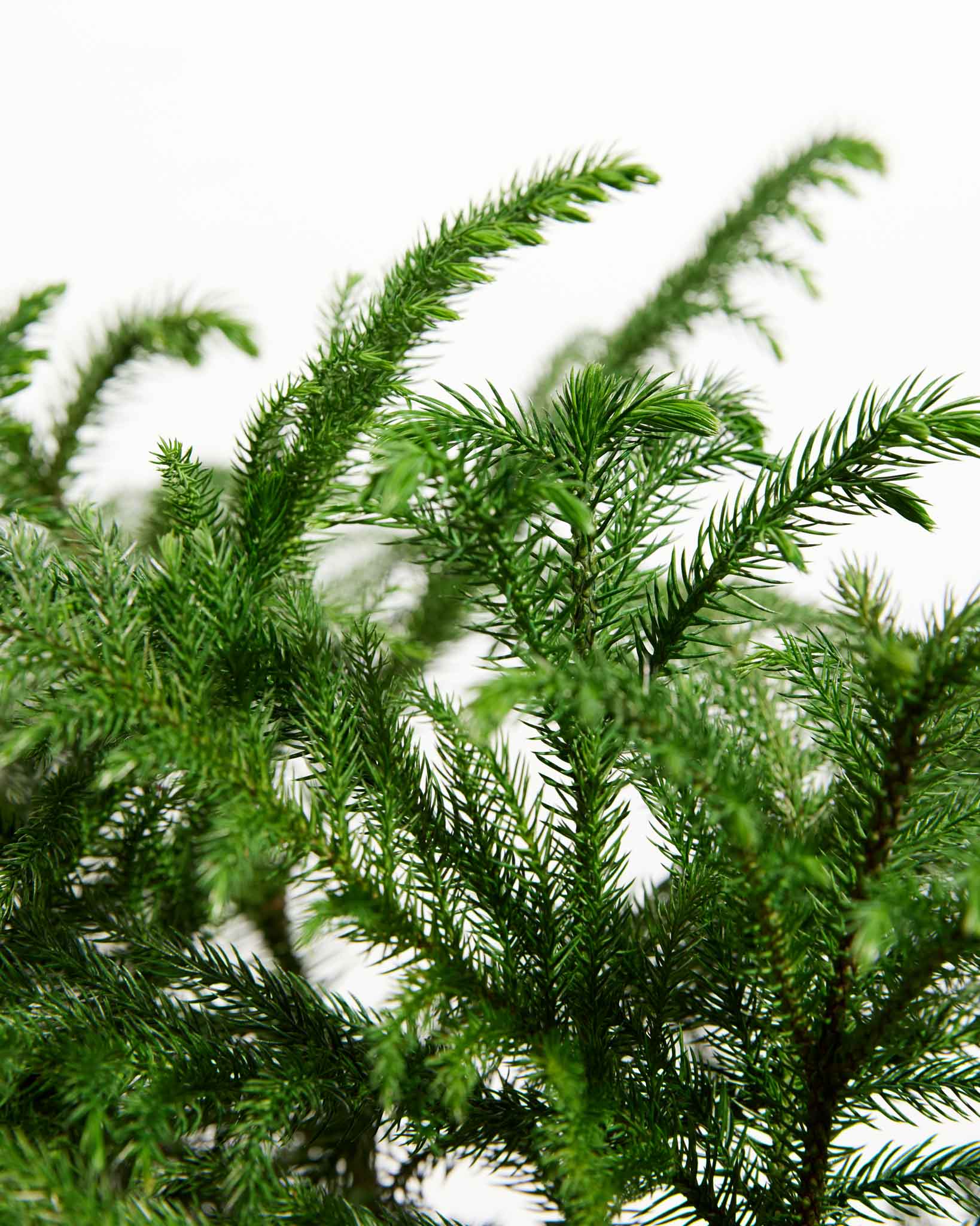 Norfolk Island Pine
