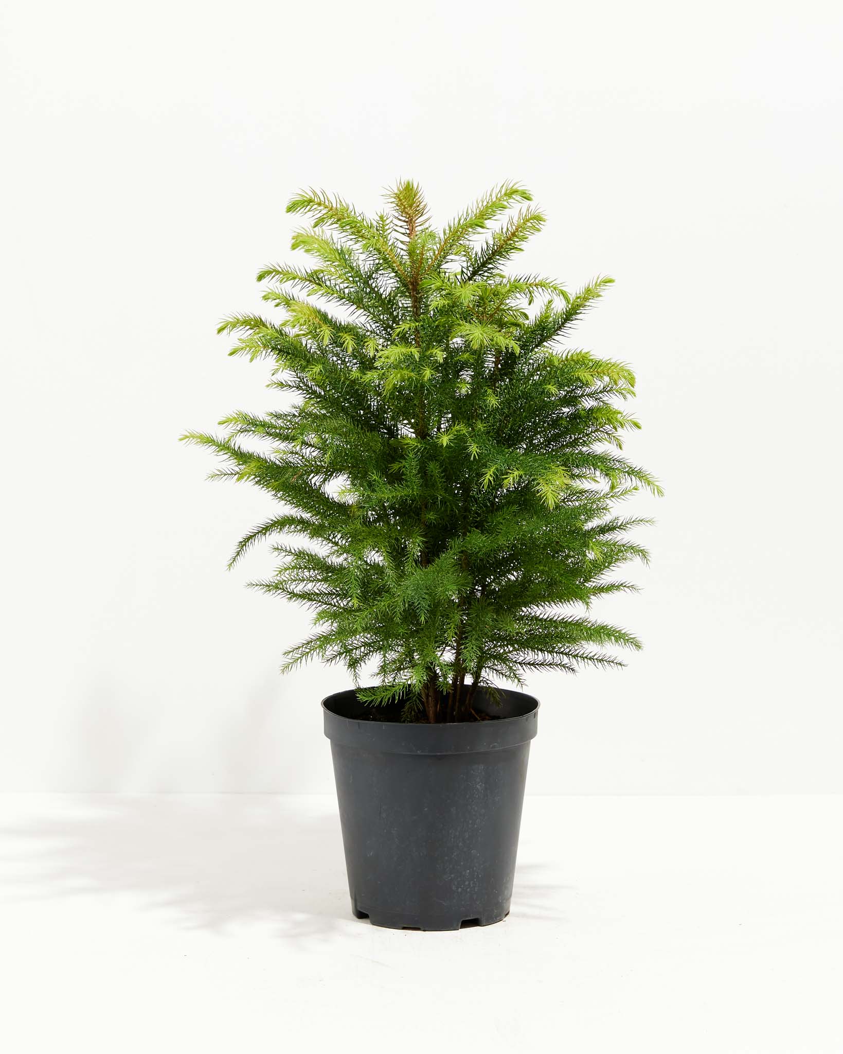 Norfolk Island Pine