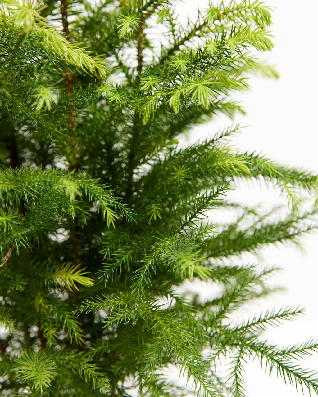 Norfolk Island Pine