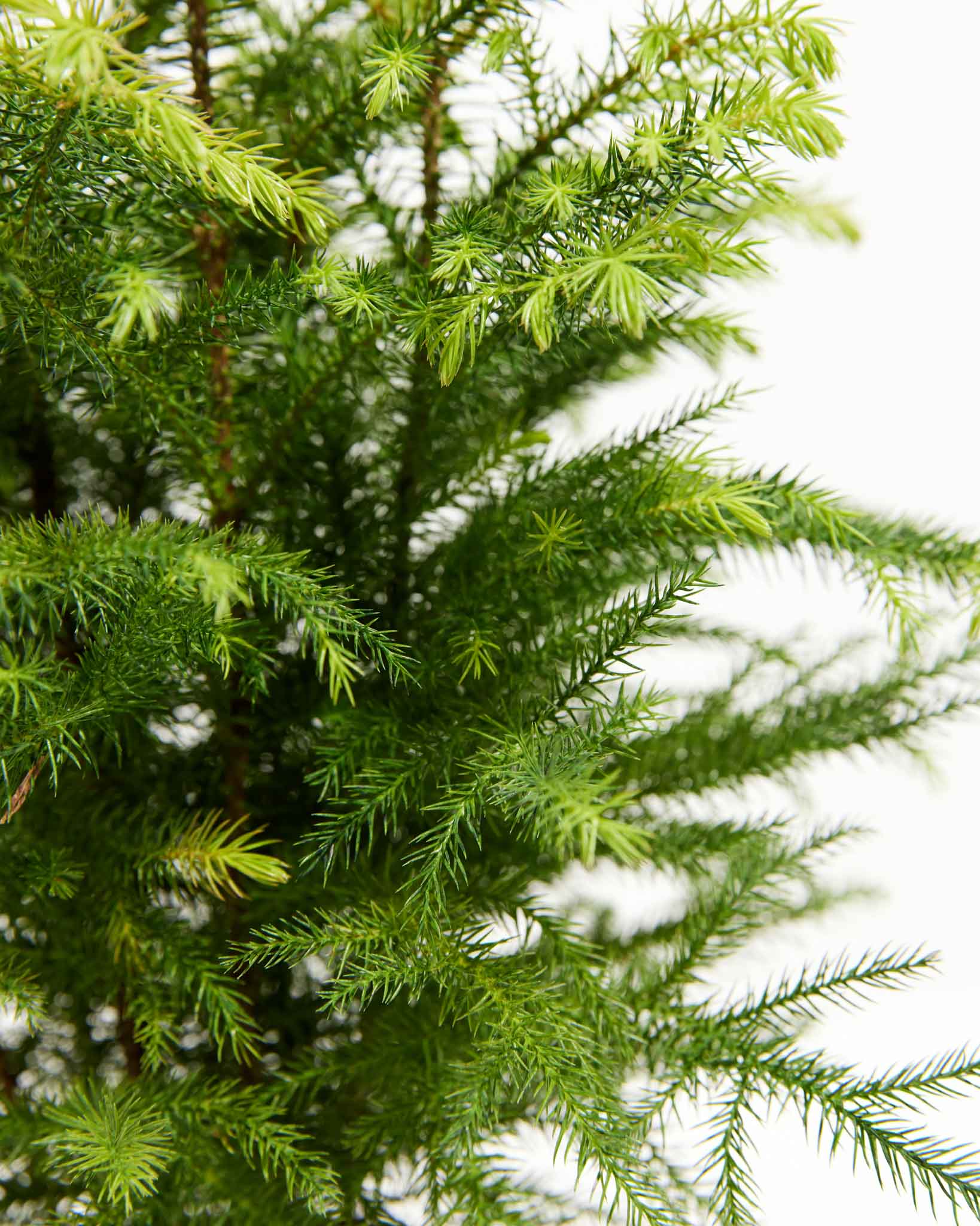 Norfolk Island Pine