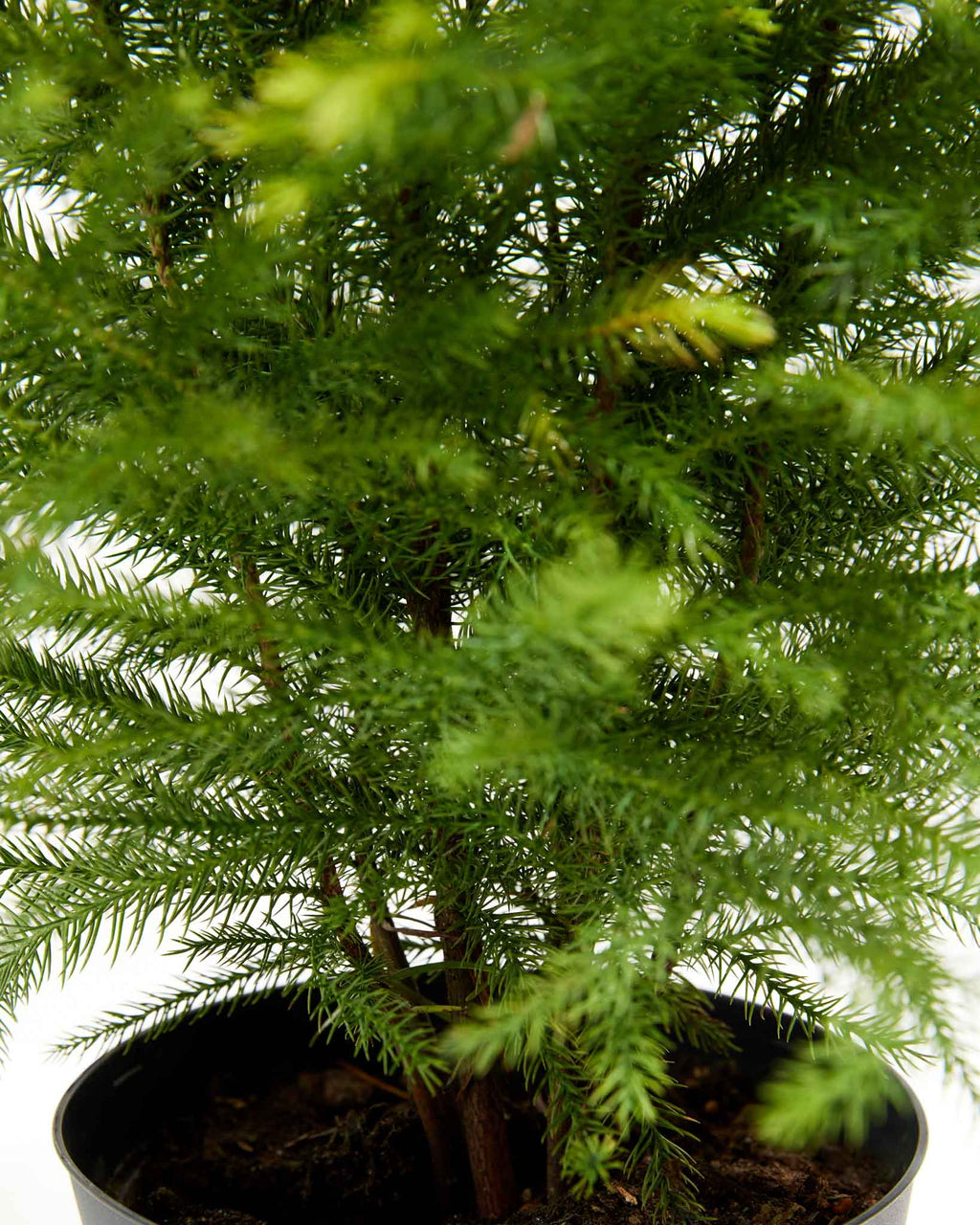 Norfolk Island Pine