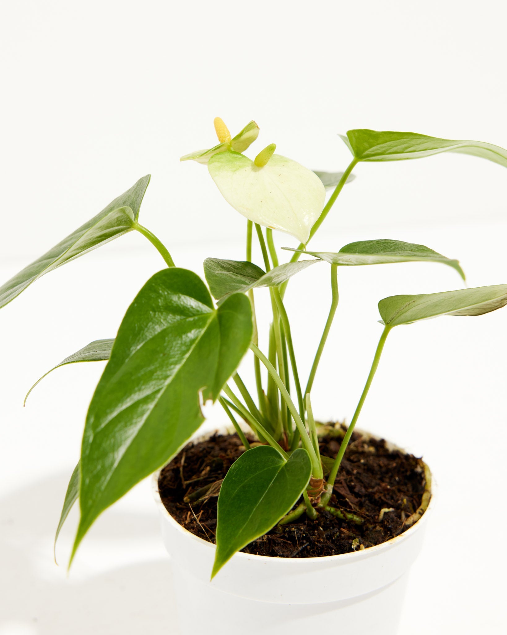 White Anthurium