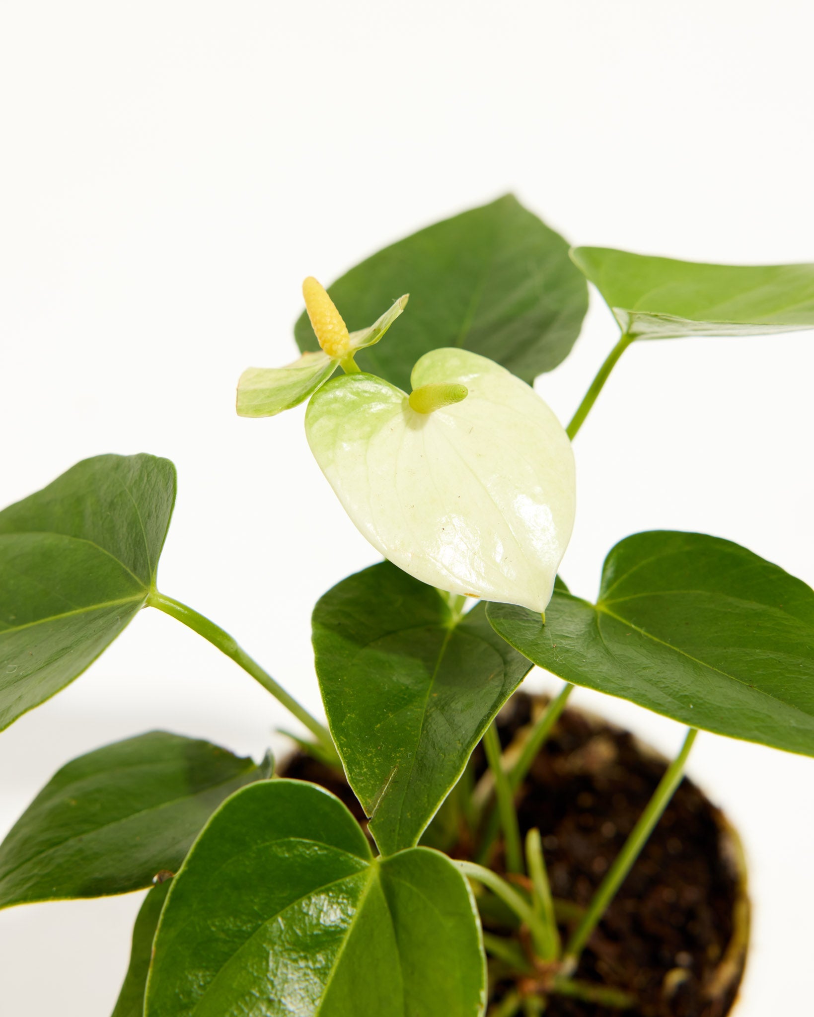 White Anthurium