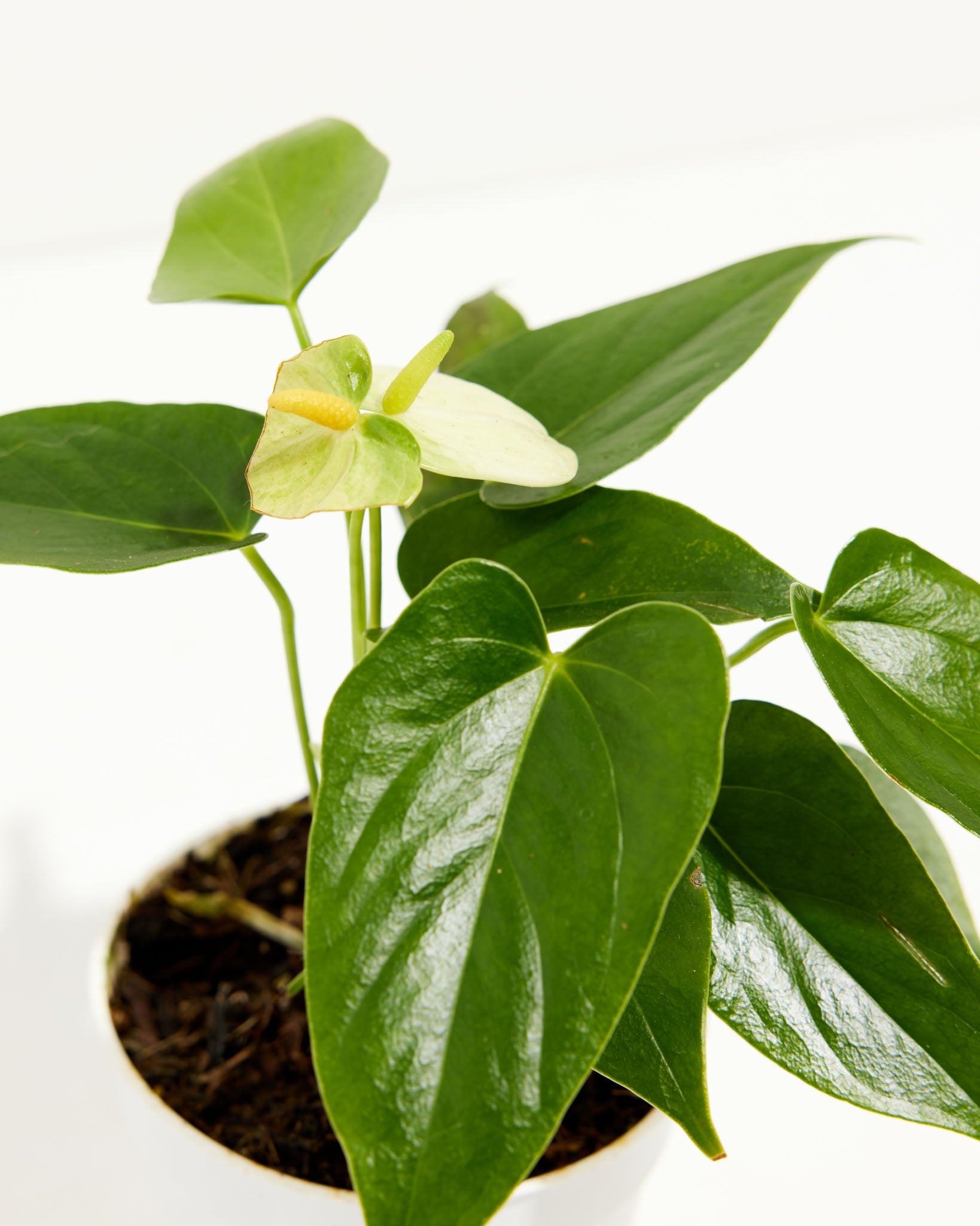 White Anthurium