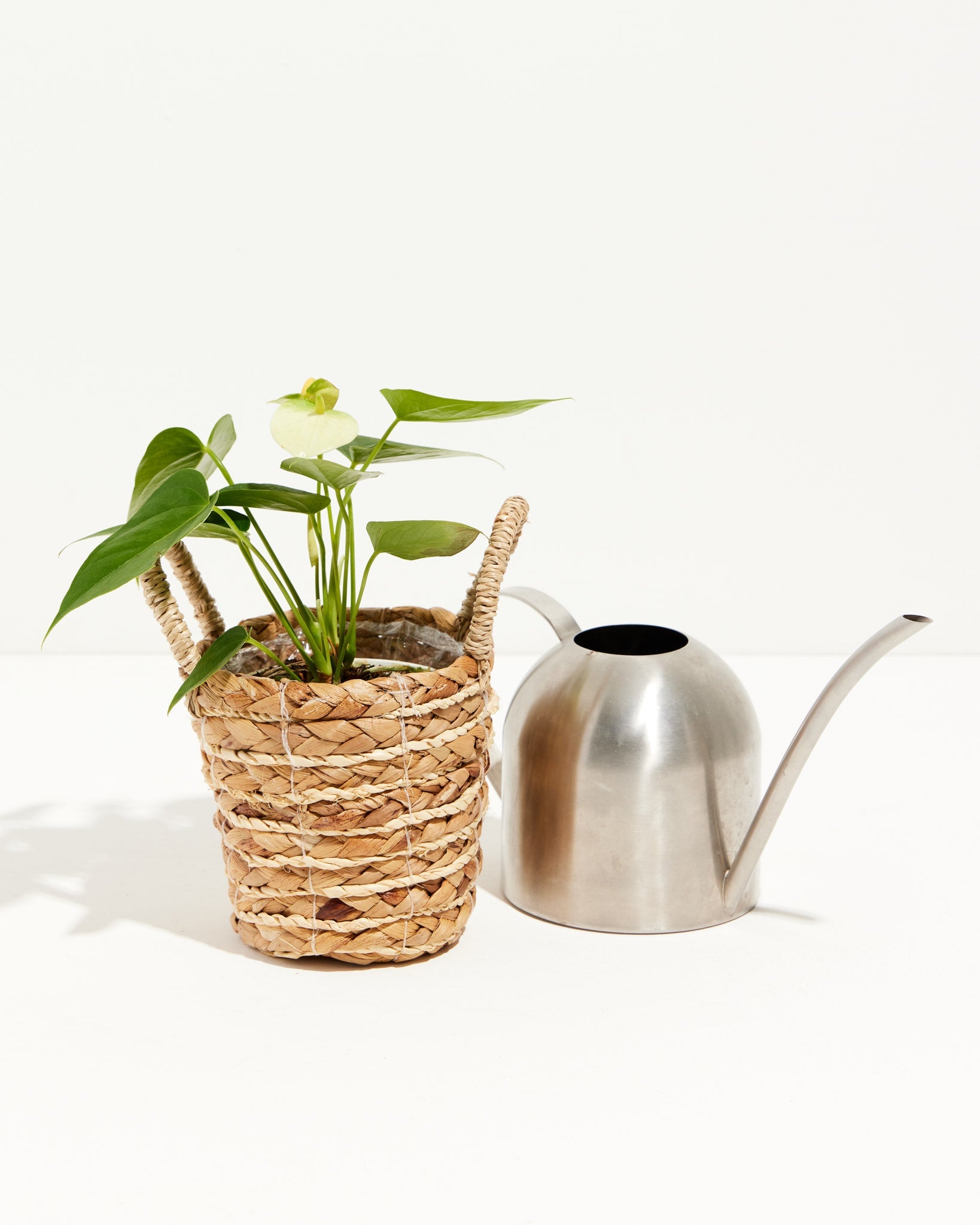 White Anthurium