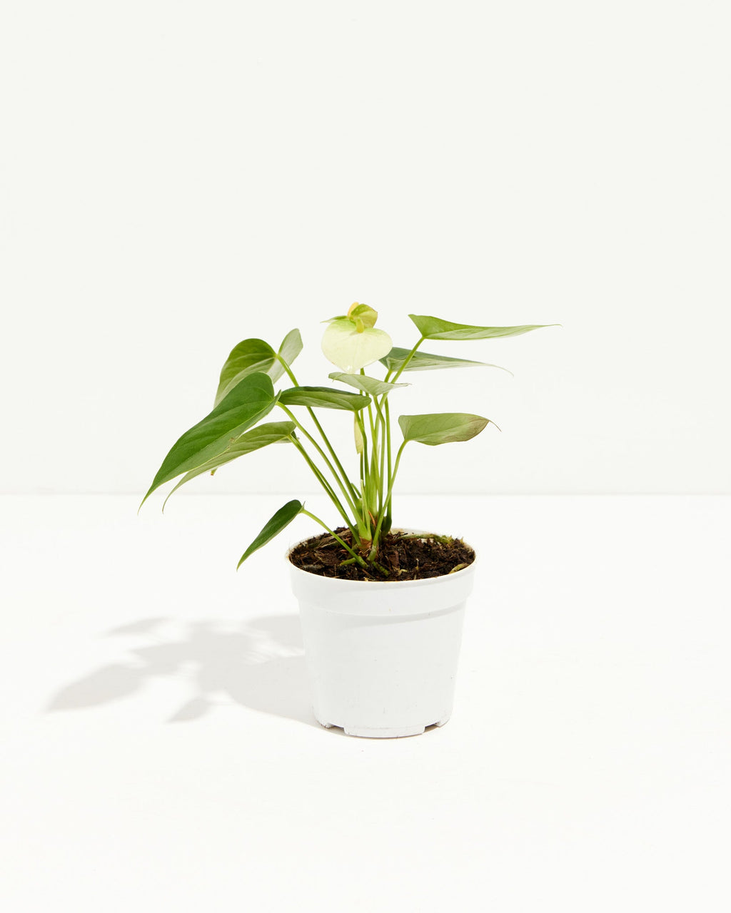 White Anthurium