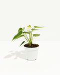 White Anthurium