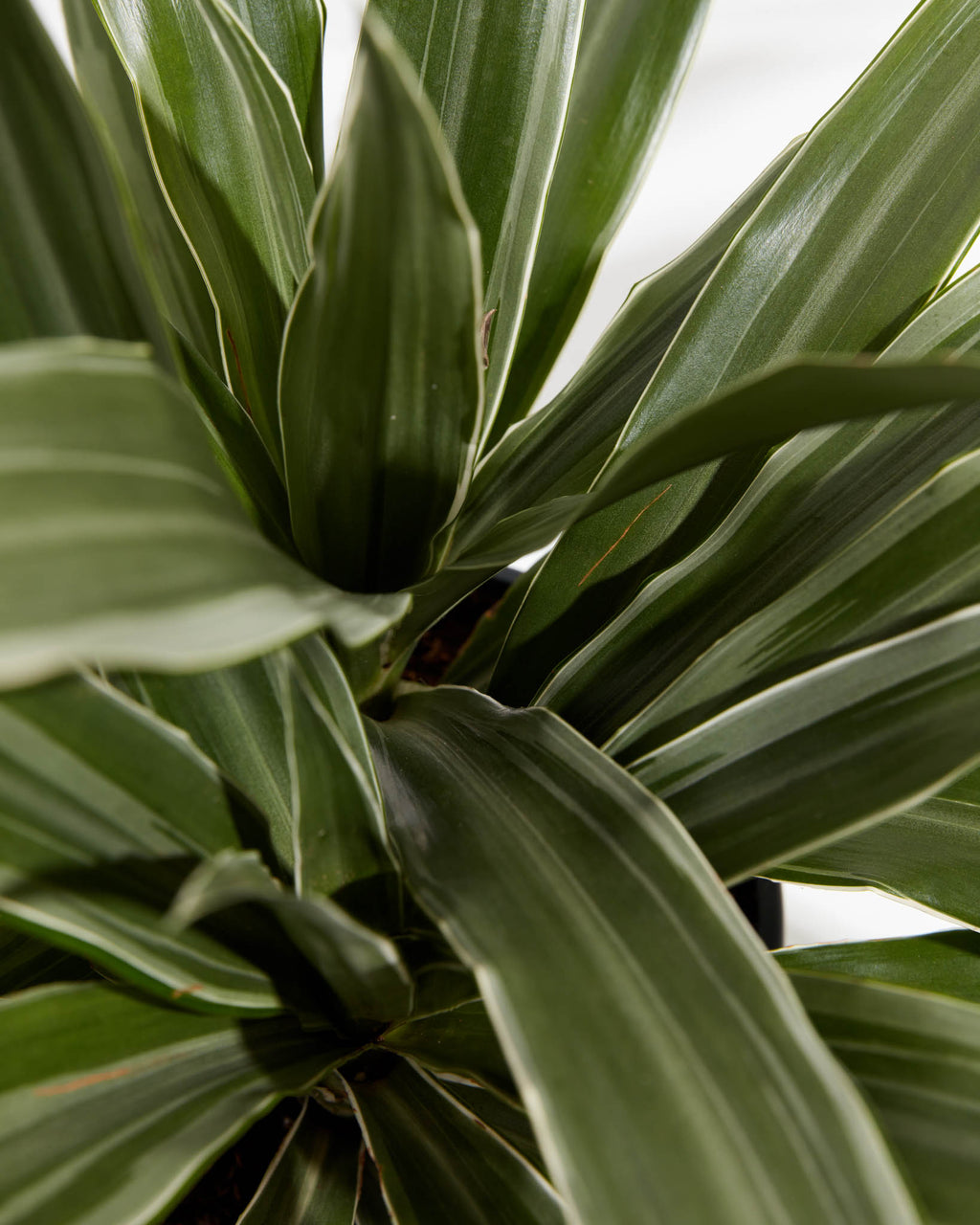 White Striped Dracaena (Dragon Tree)