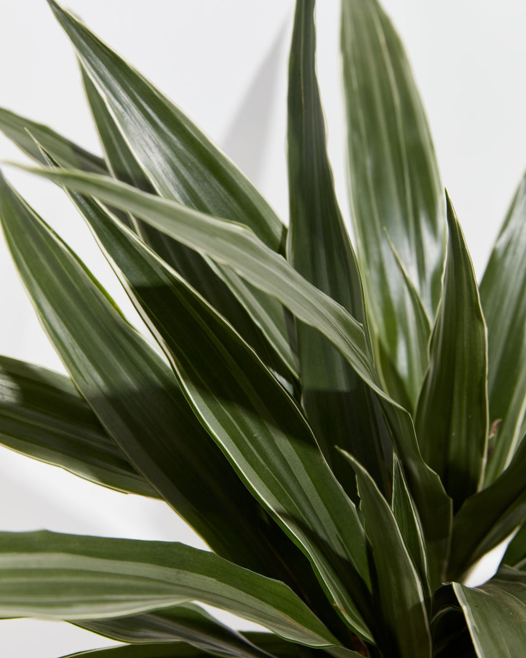 White Striped Dracaena (Dragon Tree)