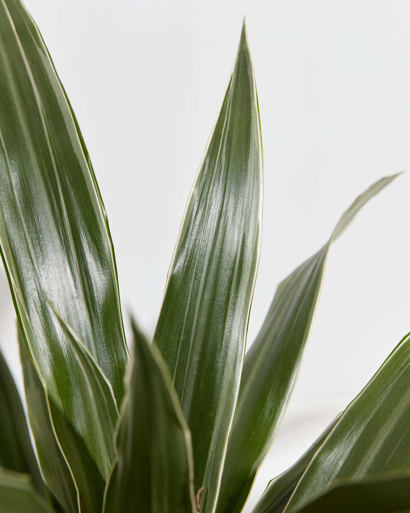 White Striped Dracaena (Dragon Tree)