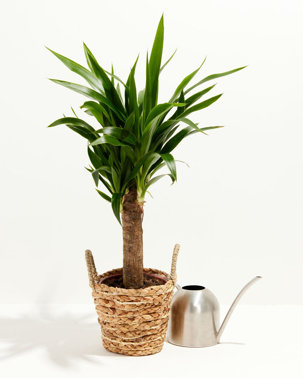 Yucca Cane Plant