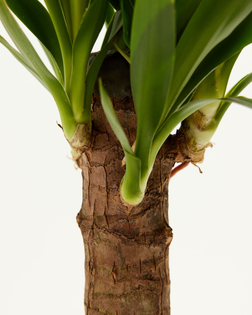 Yucca Cane Plant