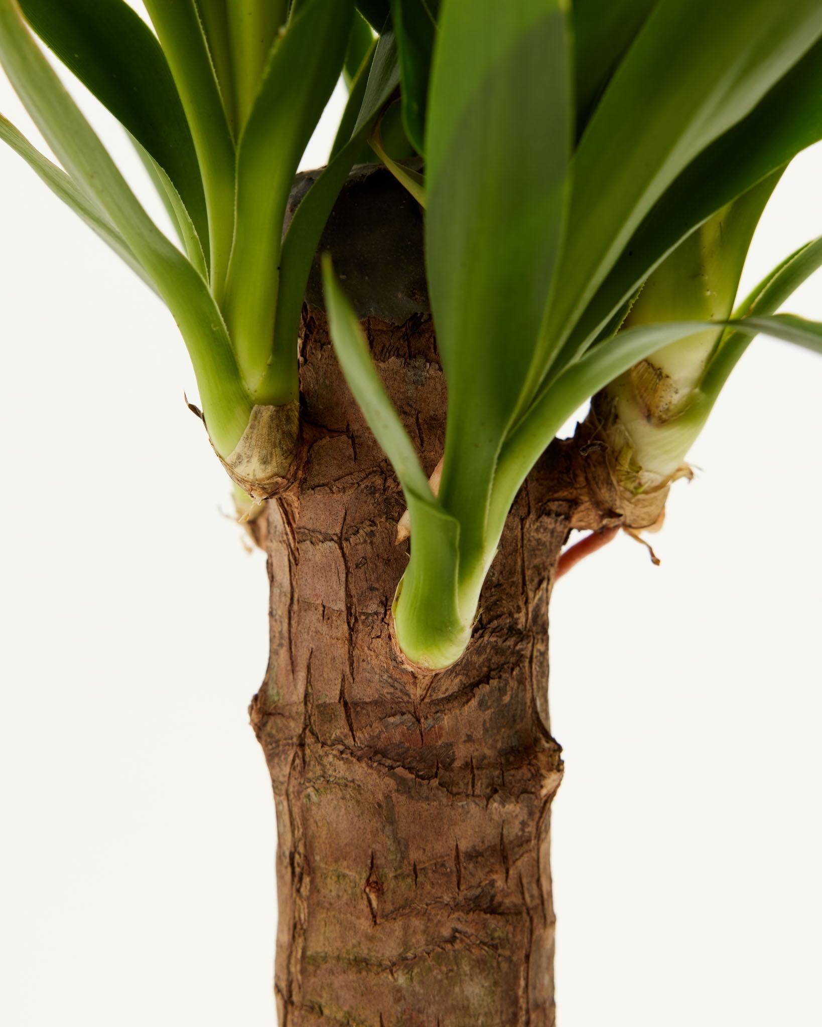 Yucca Cane Plant