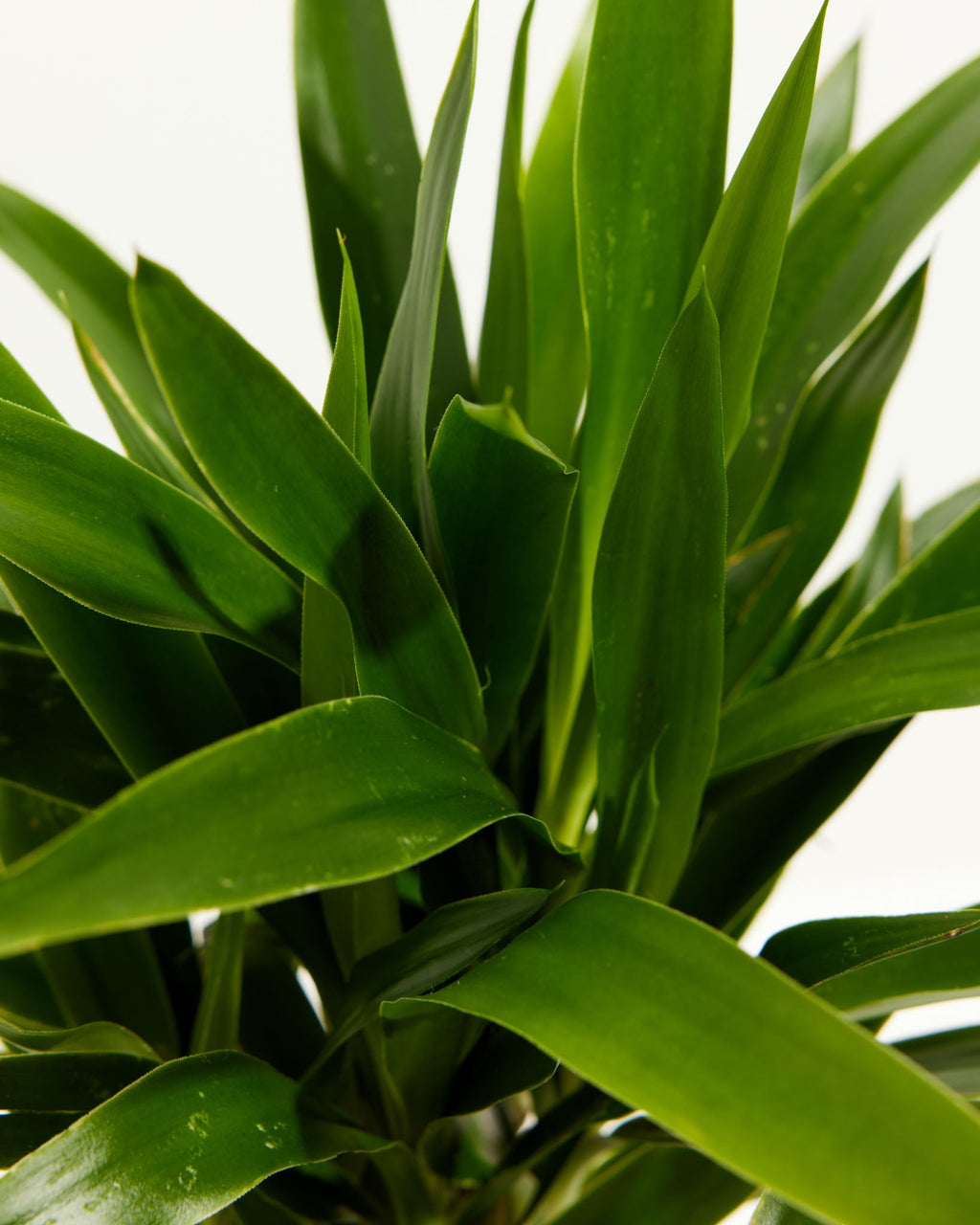 Yucca Cane Plant