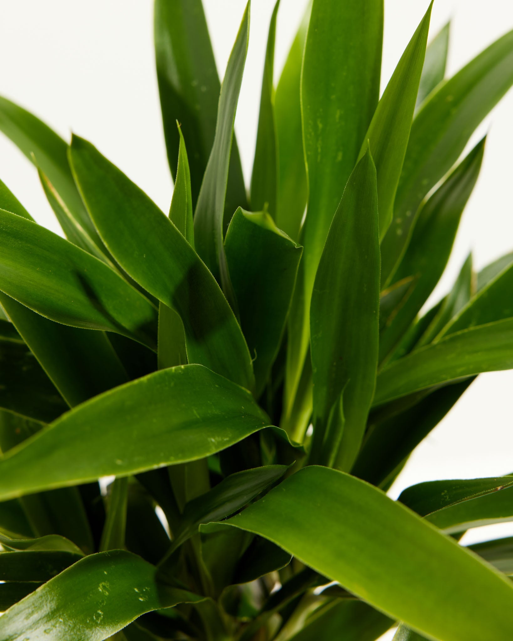 Yucca Cane Plant