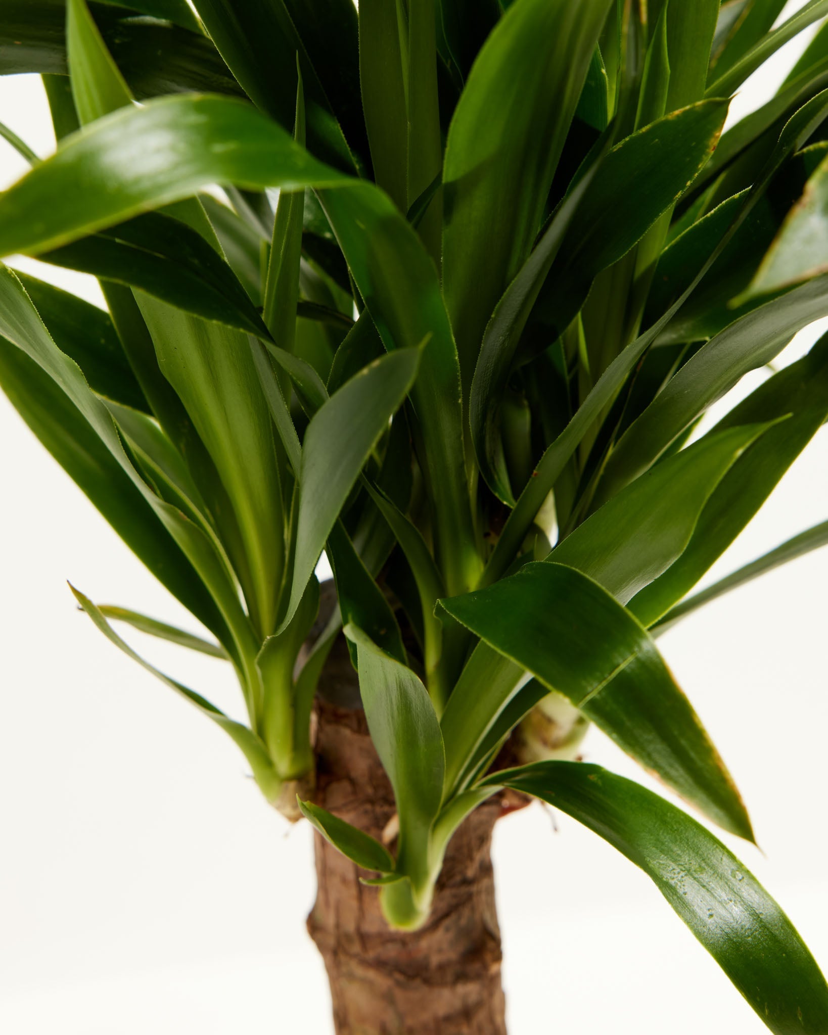 Yucca Cane Plant